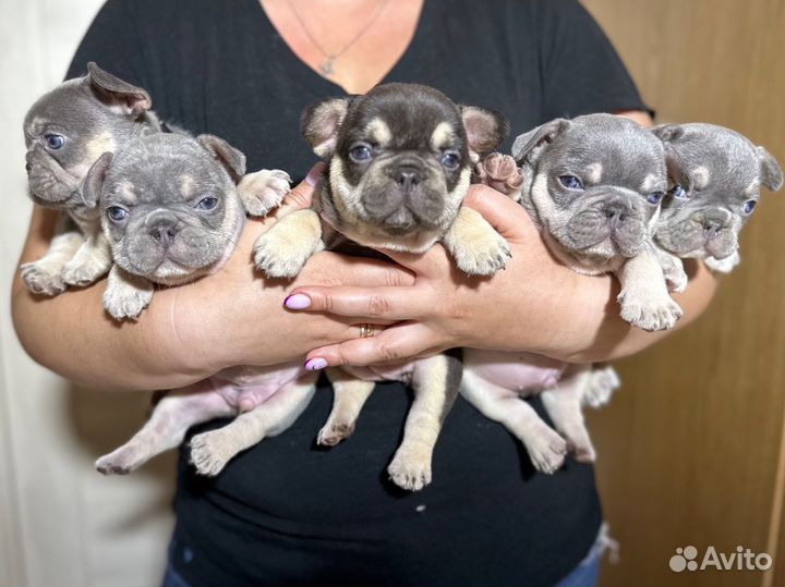 Французский бульдог