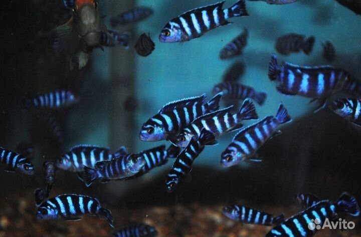 Цихлиды Псевдотрофеус Пиндани