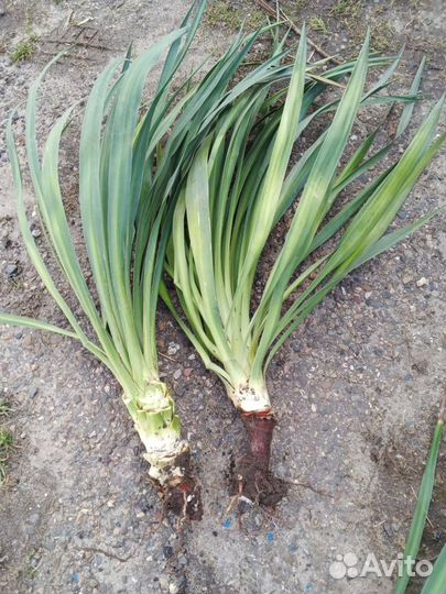 Юкка садовая