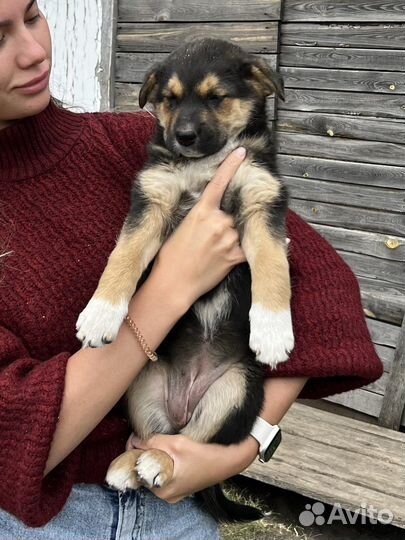 Щенки бесплатно в добрые руки