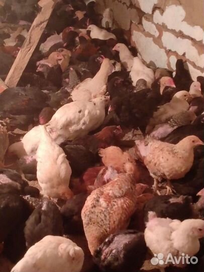 Домашние куры молодки несушки от 1,5 до 3 месяца