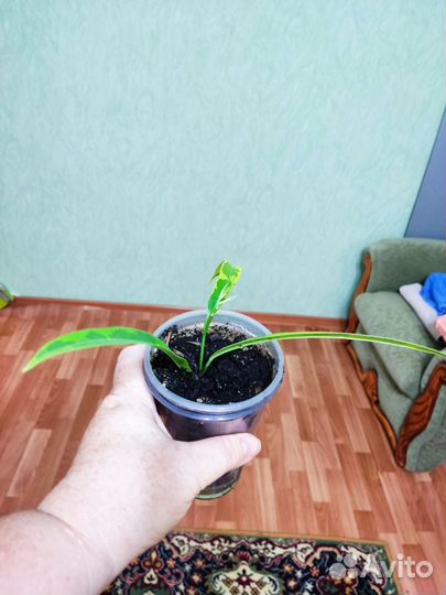 Фикусы много сортов