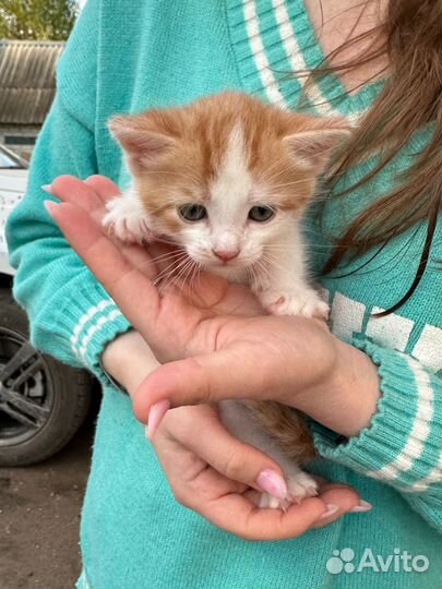 Котенок (мальчик)