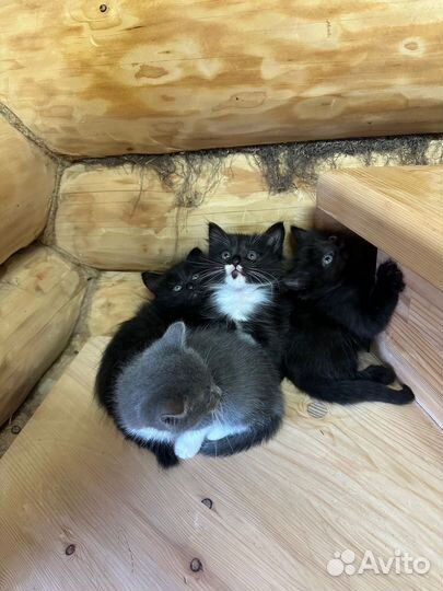 Котята в добрые руки
