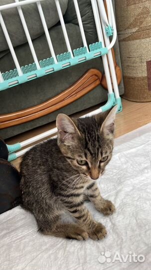 Котенок в добрые руки