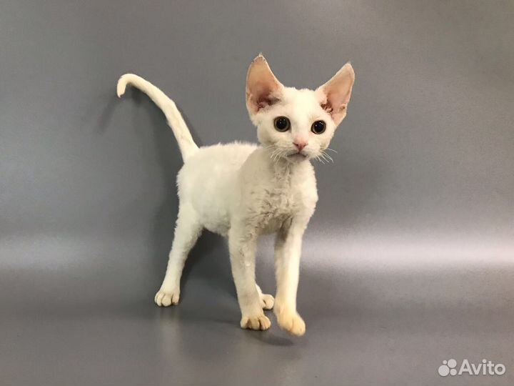 Девон рекс Белоснежная Овечка