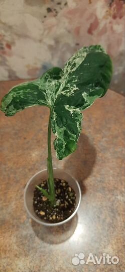 Сингониумы