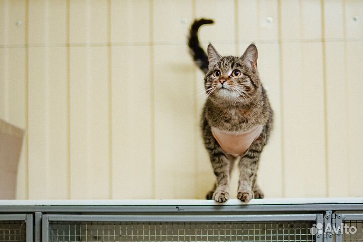 Отдам кошку