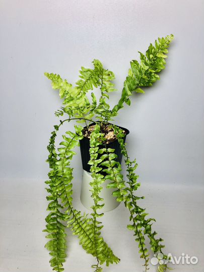 Папоротники