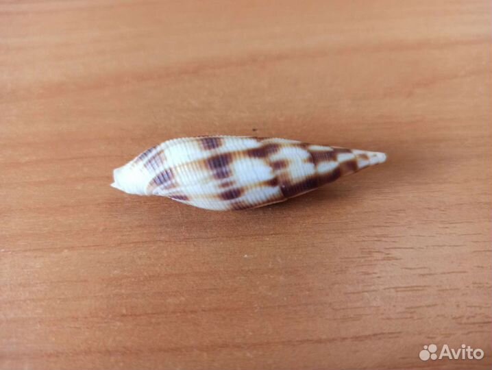 Морская раковина