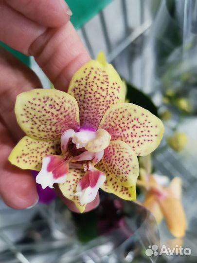 Цветущие орхидеи Монако, Violet Queen, Намора и др