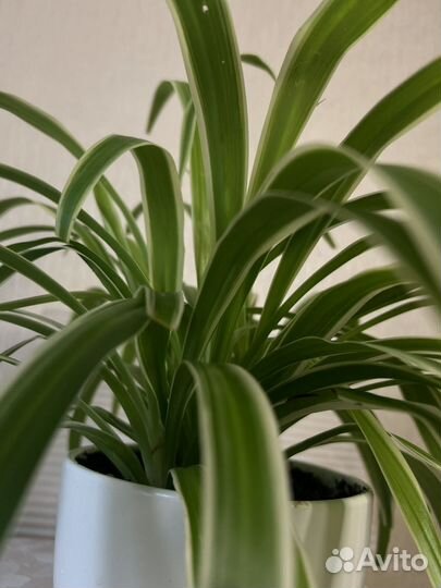 Chlorophytum Comosum Ocean