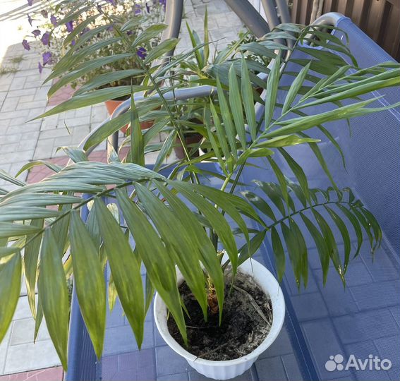 Домашние цветы