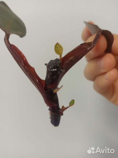 Розовая принцесса