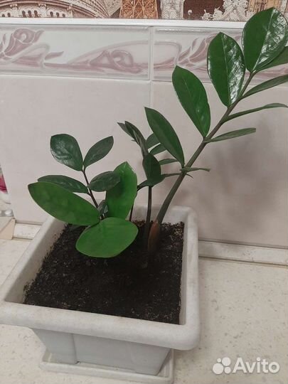 Замиокулькас