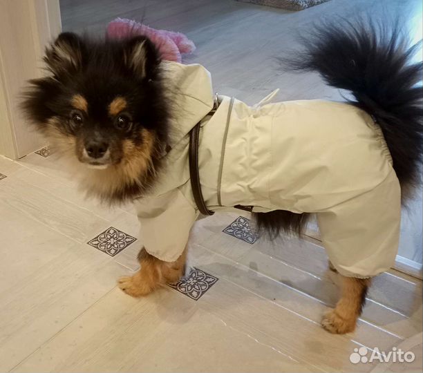 Одежда, комбинезон, дождевик для собаки