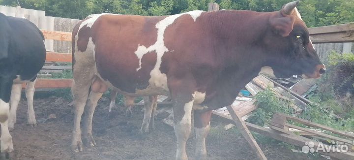 Быки и Телки