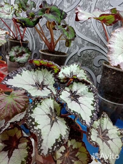 Декоративно лиственная бегония