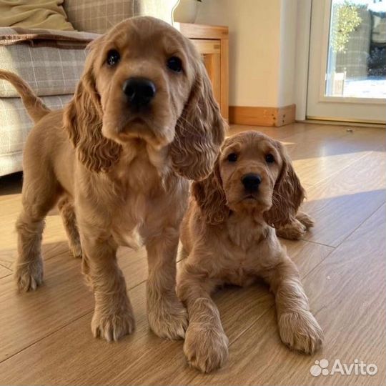 Выгул собак