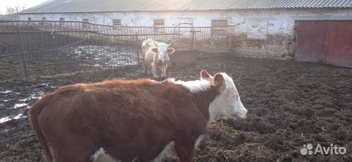 Телки герефорд