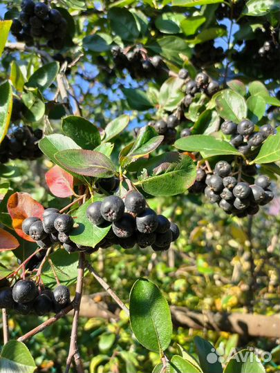 Черноплодная рябина ягоды