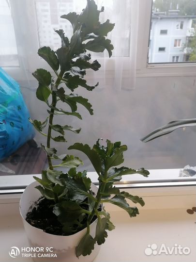 Комнатные растения цветы