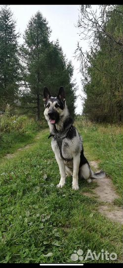 Восточноевропейская овчарка вязка