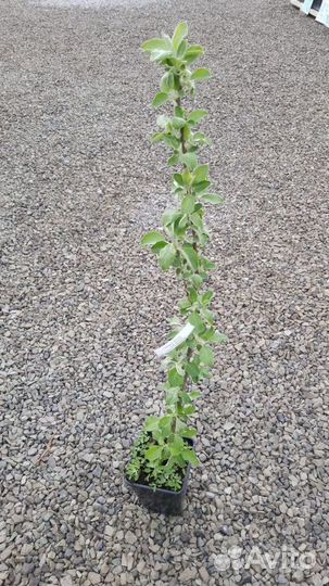 Саженцы Яблони 2-х лет