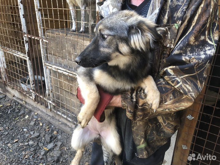 Собака в добрые руки