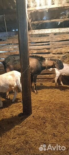 Нубийский козел