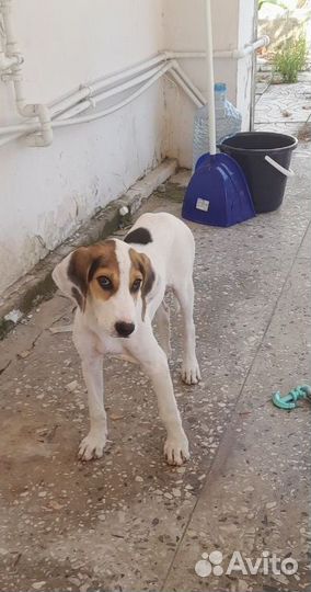 Далматин метис щенок