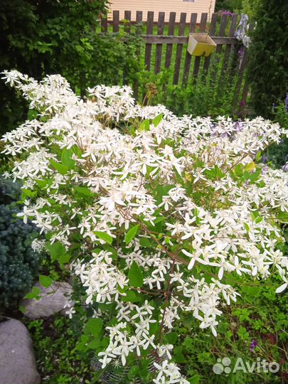 Клематис белое облоко