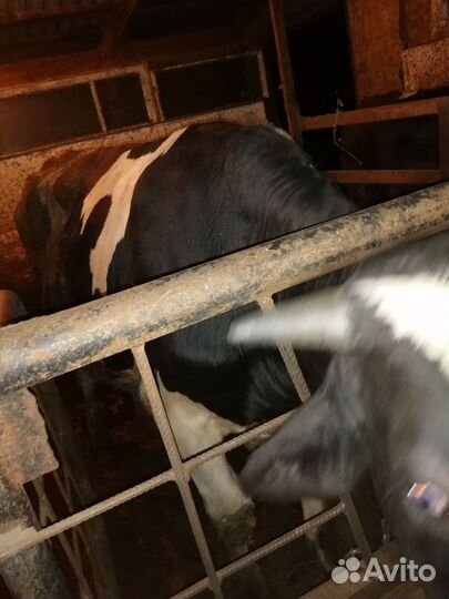 Быки на мясо. Возраст 1.3г порода голштины