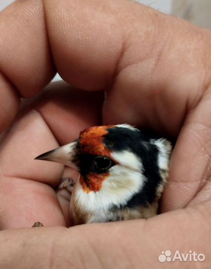 Клёст,щегол,чиж,щур