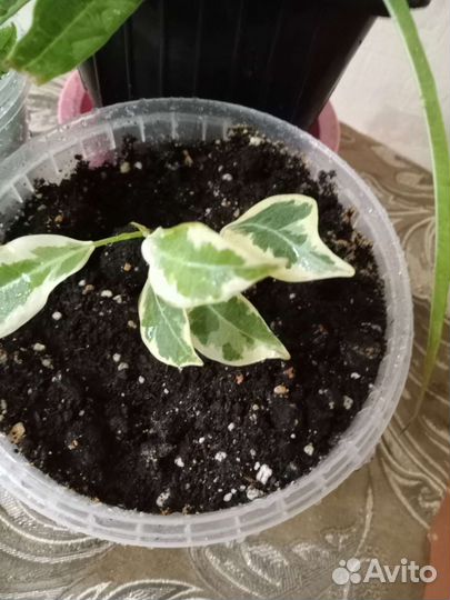 Фикус де гантель, драцена, ретуза гавайская