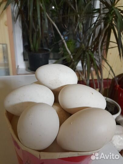 Яйца гусей