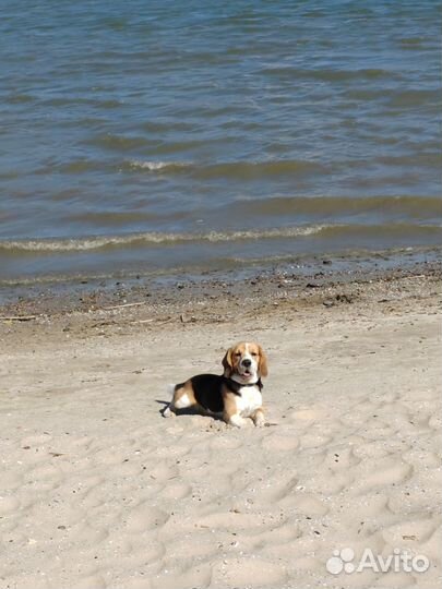 Вязка кобель бигль