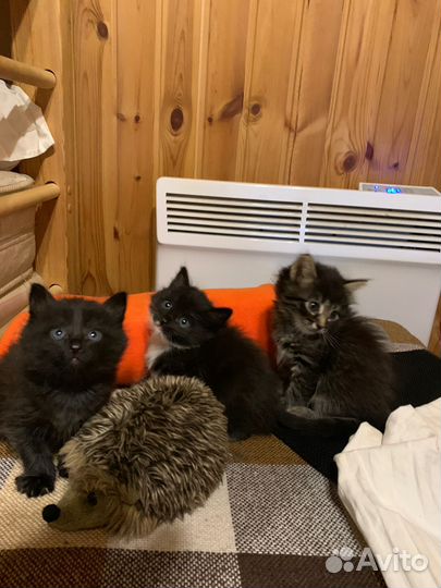 Отдам котят в добрые руки