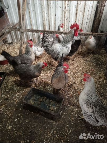 Инкубационное яйцо леггорн