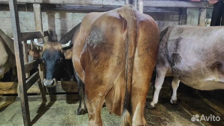 Корова на мясо