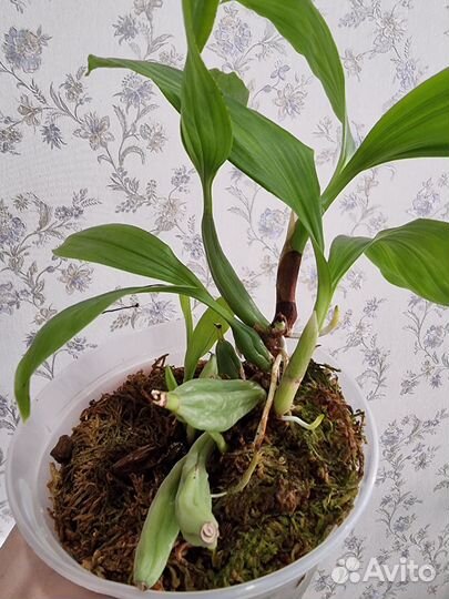 Coelogyne brunnea