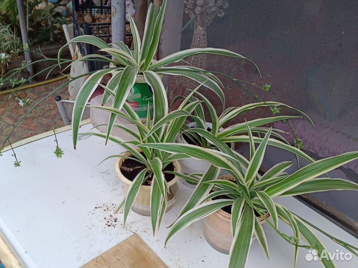 Хлорофитум