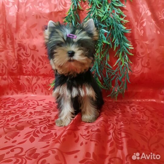 Йоркширский терьер мини девочка