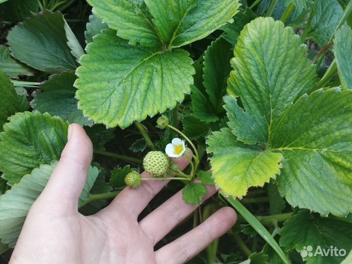 Рассада клубники осталось 20 саженцев