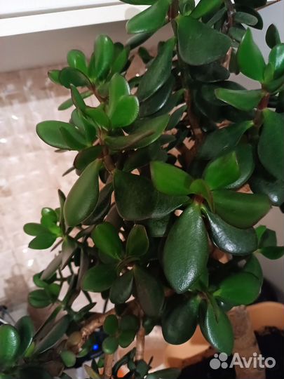 Комнатное дерево