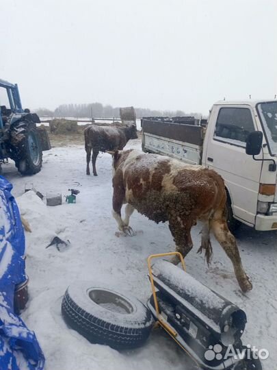 Продается бык