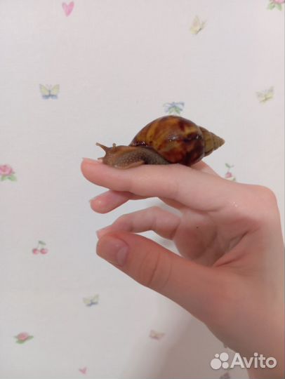 Улитки ахатины бесплатно