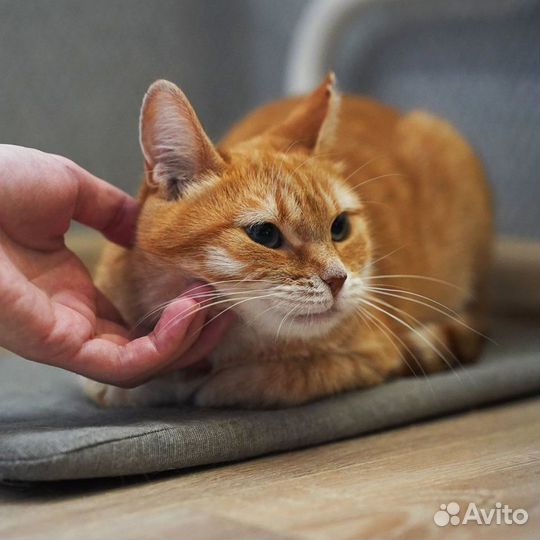Кошка рыжая в добрые руки