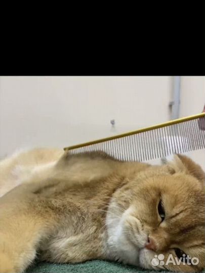 Стрижка кошек