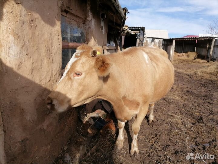 Корова и бычки